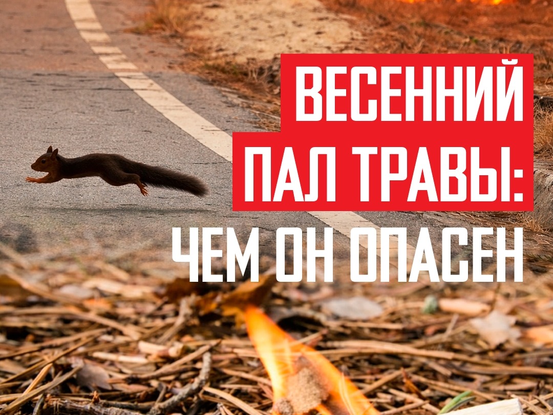 Весенний пал травы: чем он опасен..